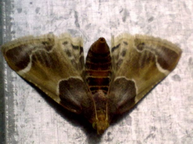 Pyralis farinalis